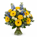 Golden Azure Thistle