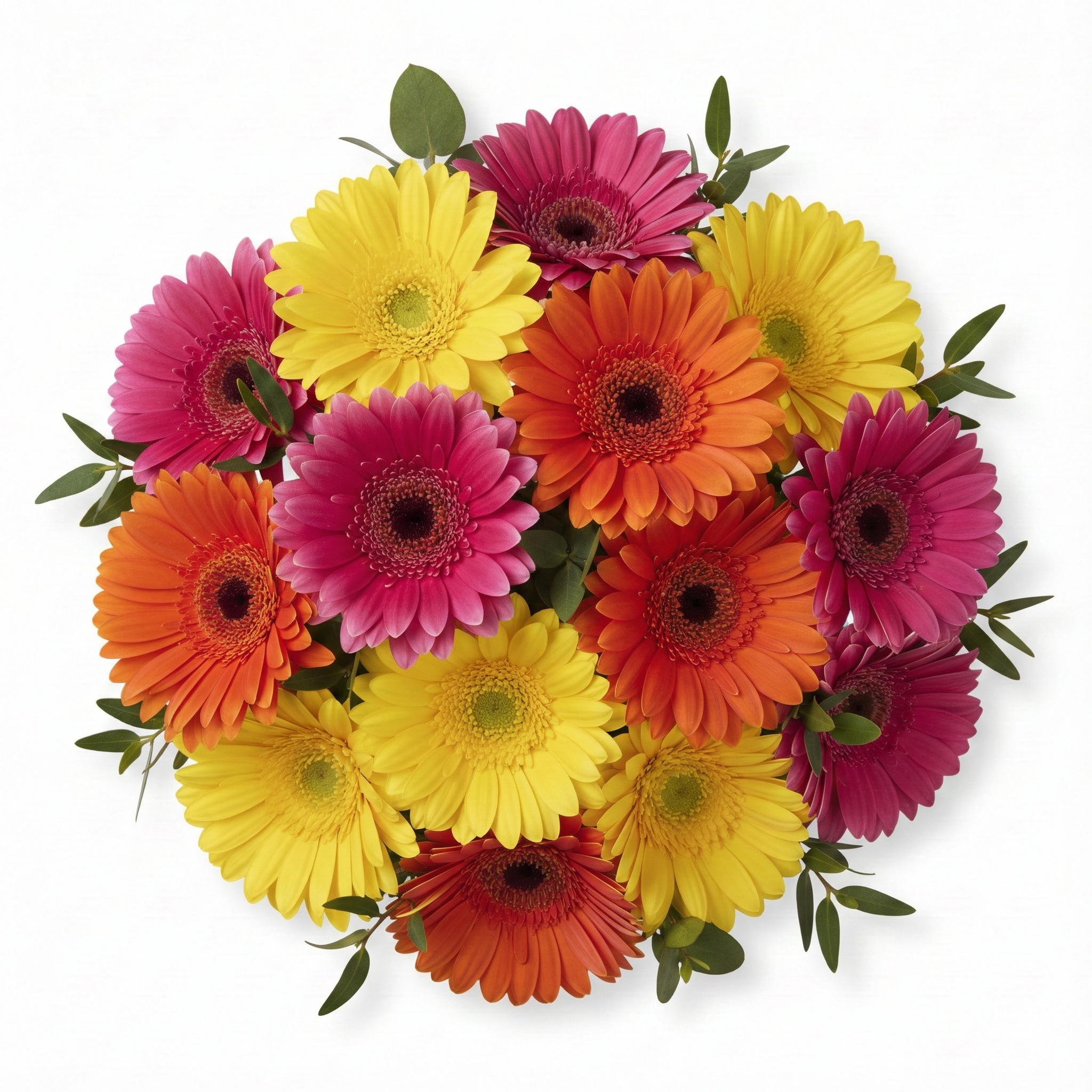 Joyful Germinis